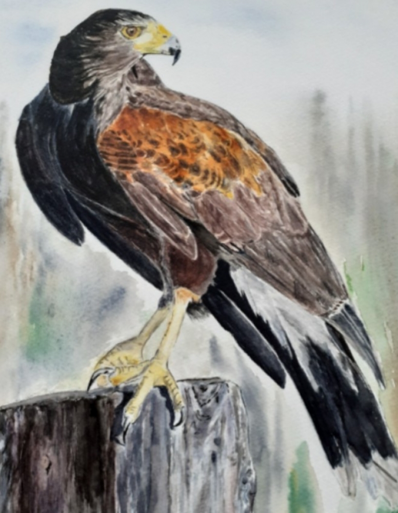 Harris Hawks