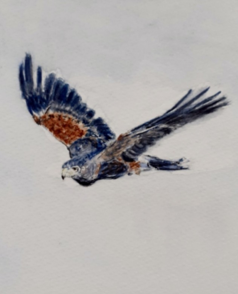 Harris Hawks