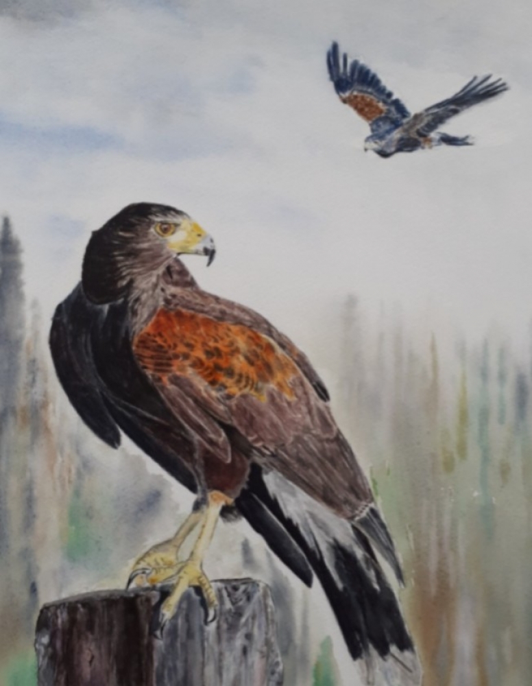 Harris Hawks