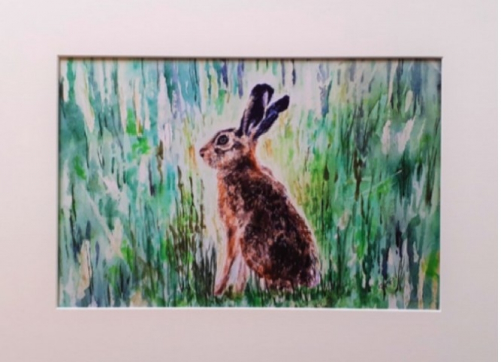 Young Hare 