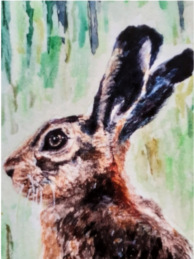 Young Hare 