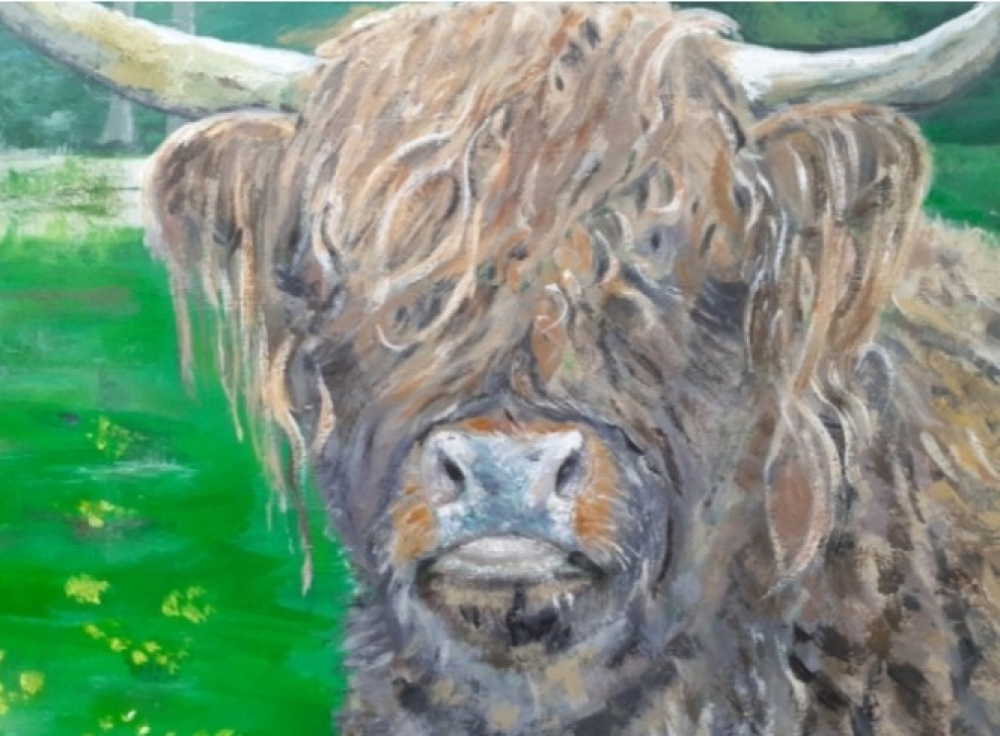 Highland Cow