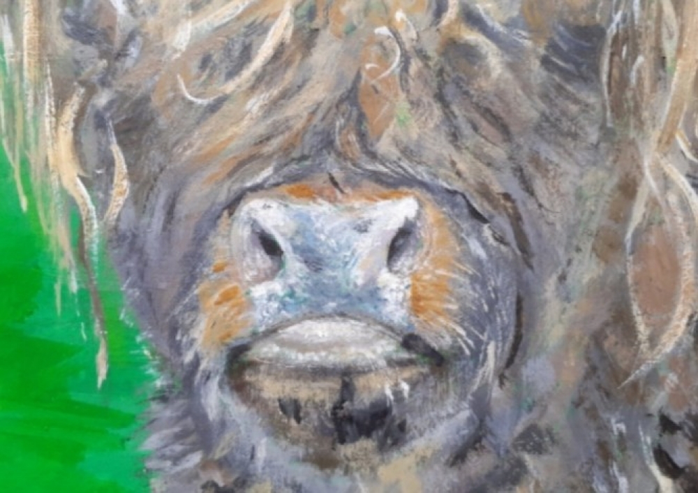 Highland Cow