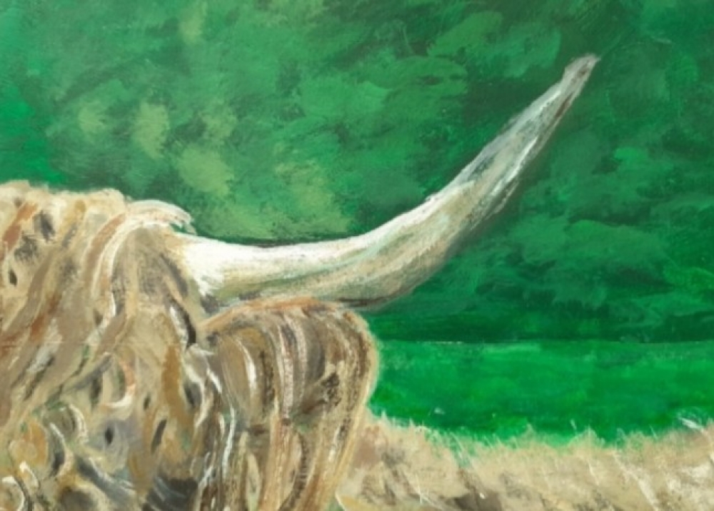 Highland Cow