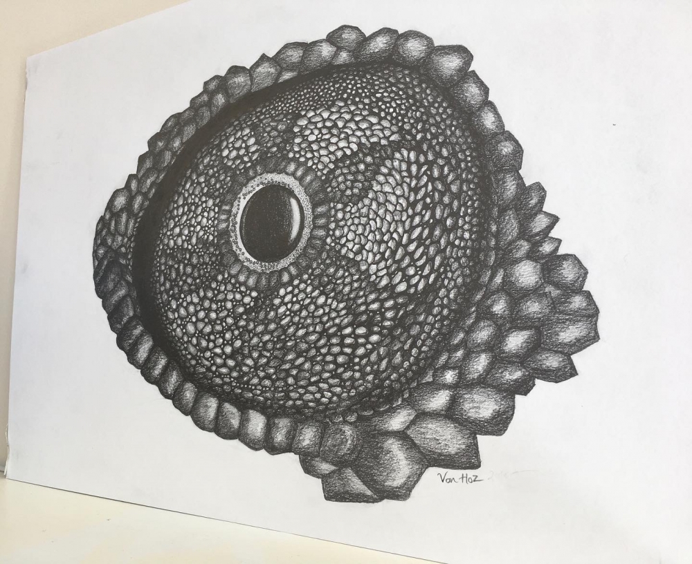 Chameleon Eye