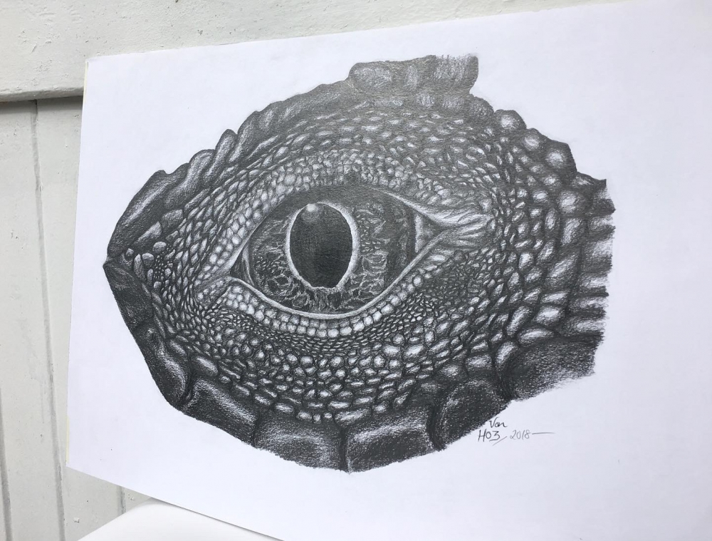 Komodo Dragon Eye
