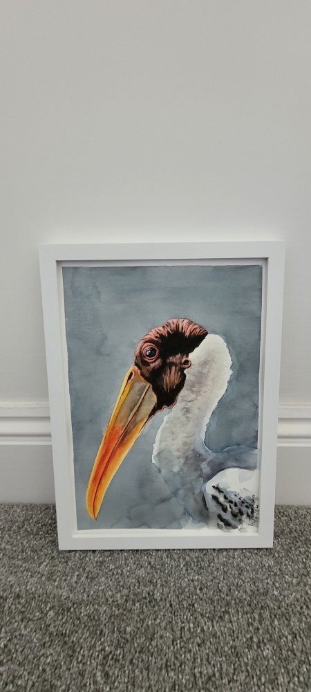 Bald Stork