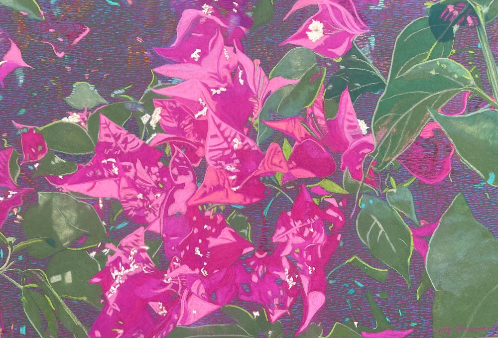 Bougainvillea Blush