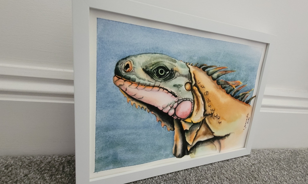 Colourful Iguana