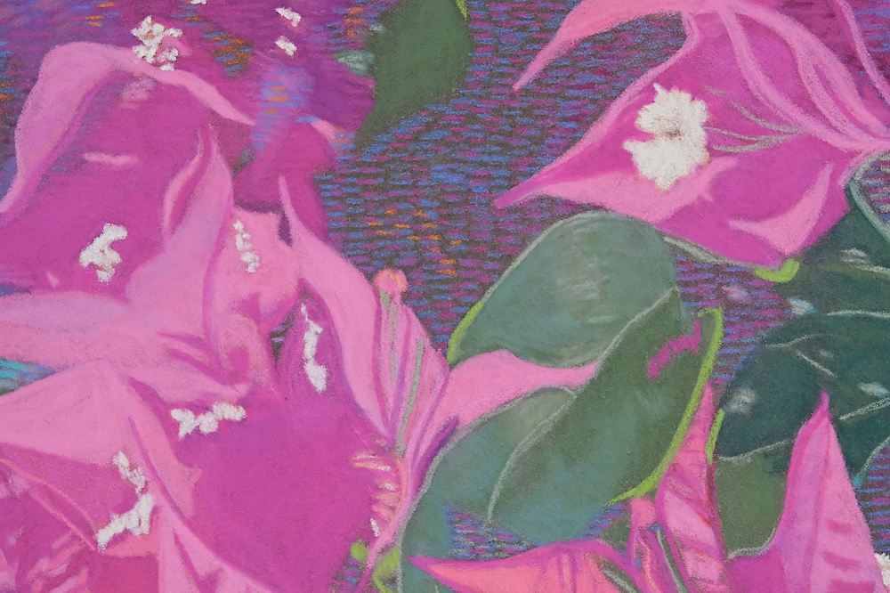 Bougainvillea Blush