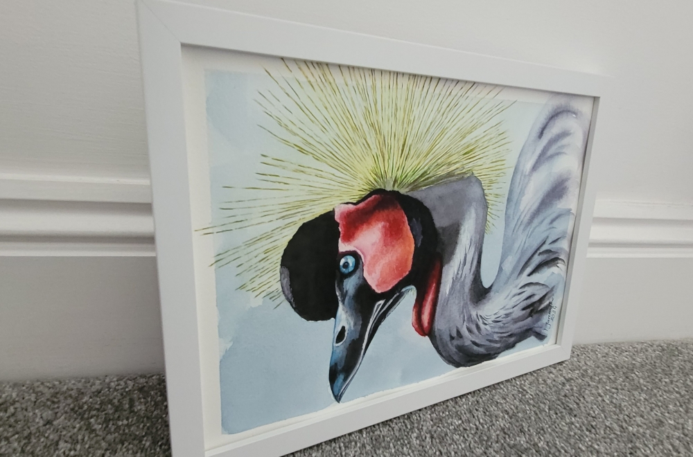 Grey  Crowned Crane 