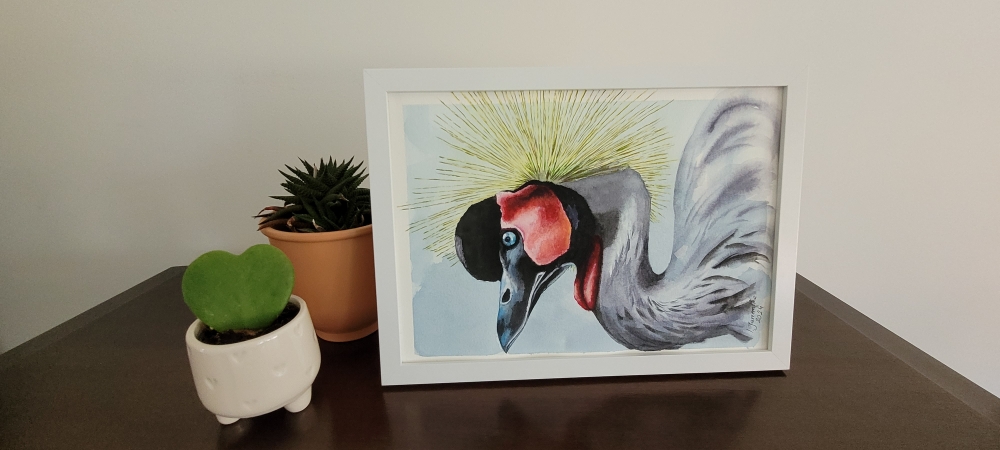 Grey  Crowned Crane 