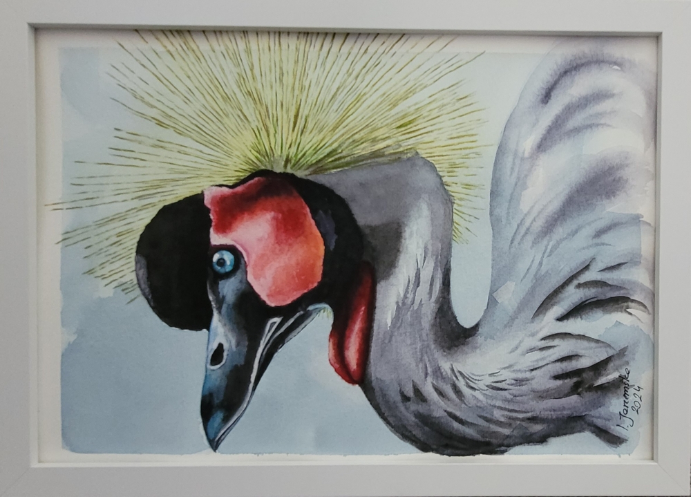 Grey  Crowned Crane 