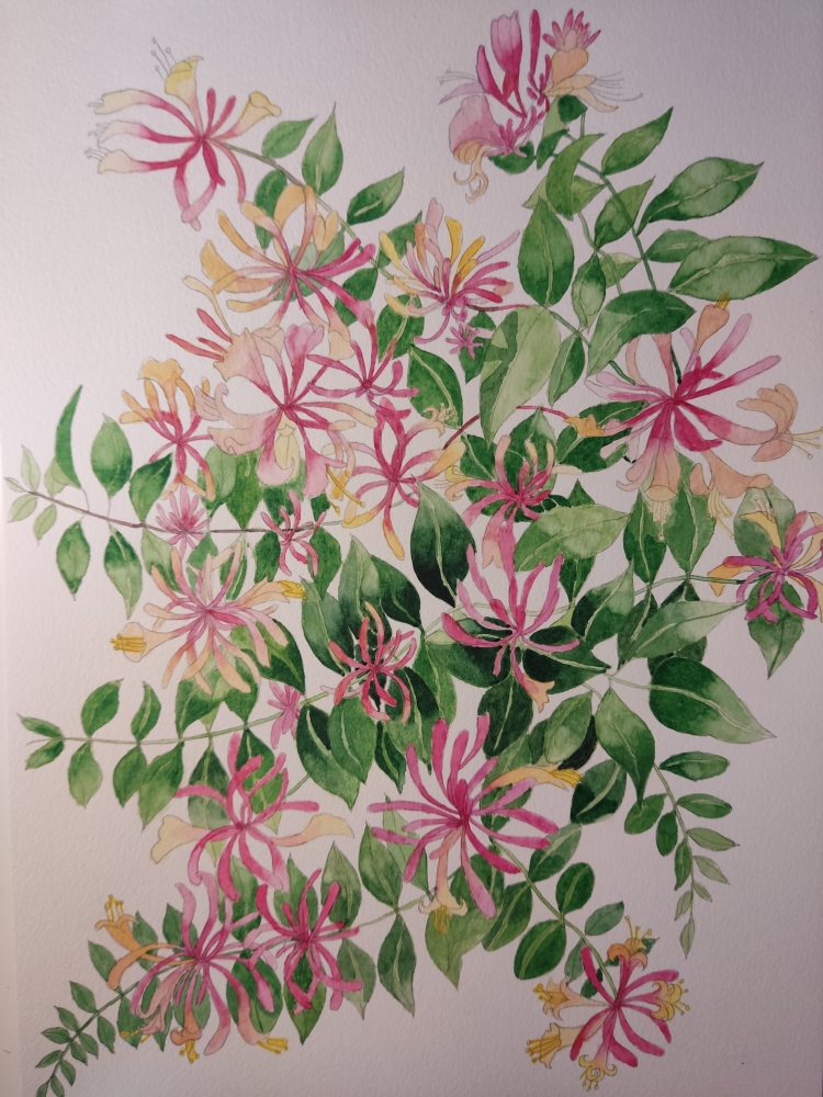 Honeysuckle in watercolour 