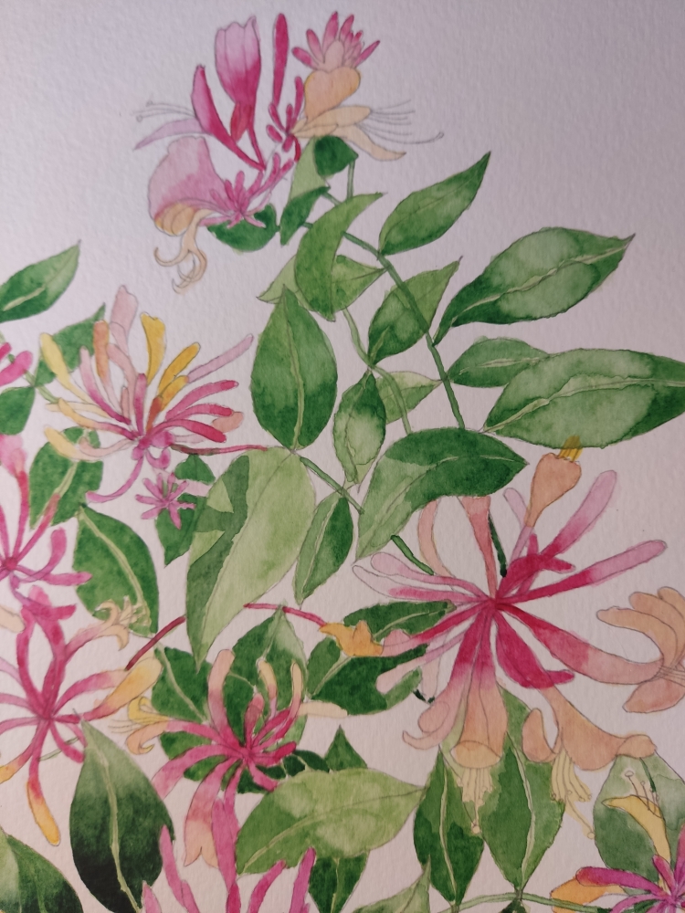 Honeysuckle in watercolour 