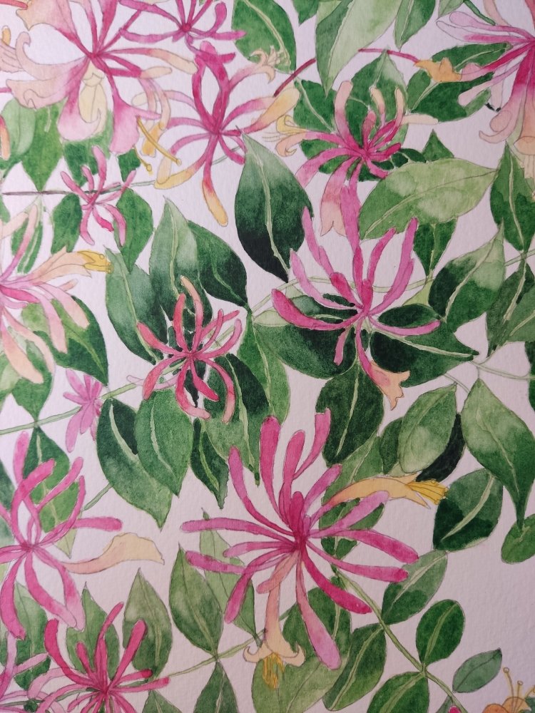 Honeysuckle in watercolour 