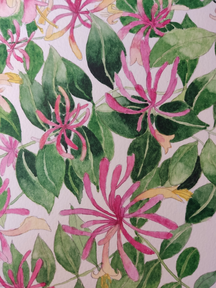 Honeysuckle in watercolour 