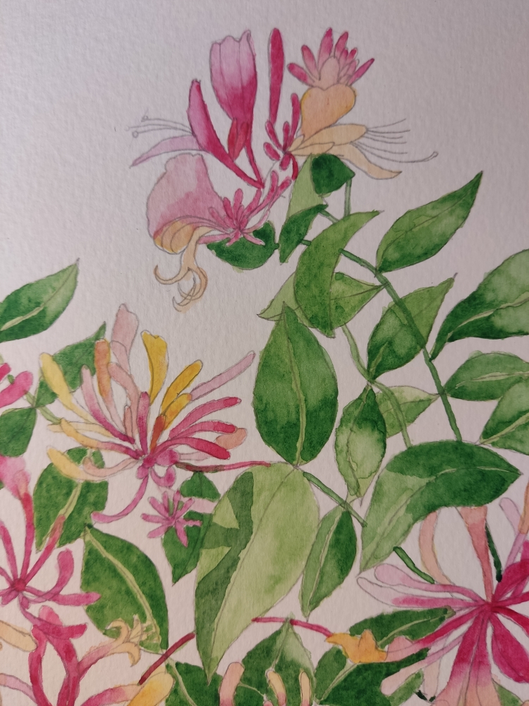 Honeysuckle in watercolour 