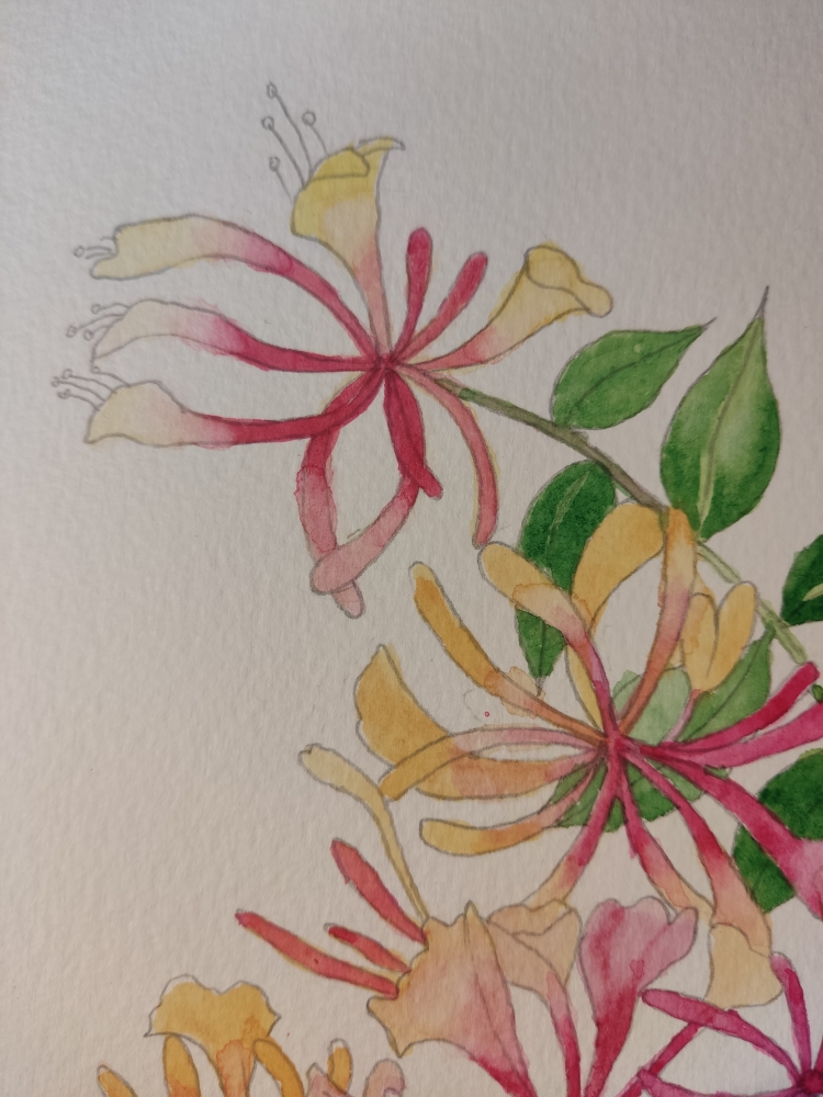 Honeysuckle in watercolour 