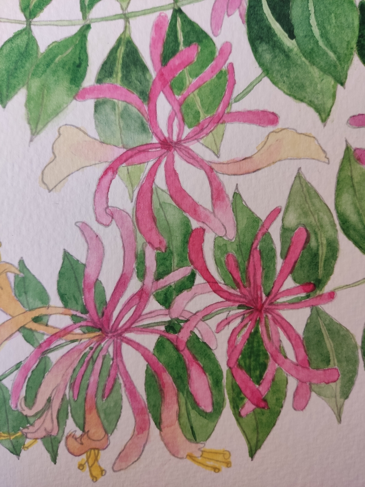 Honeysuckle in watercolour 