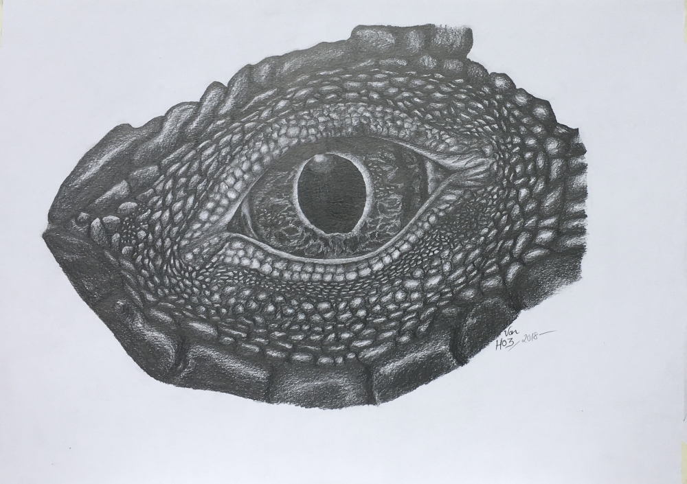 Komodo Dragon Eye
