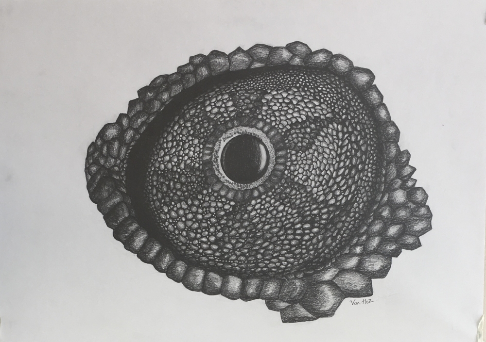 Chameleon Eye