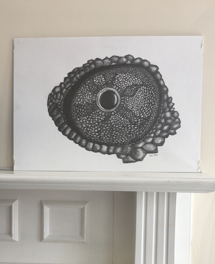 Chameleon Eye