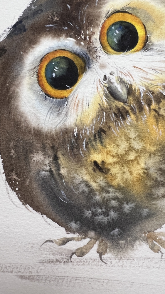 Wonderland Owlet