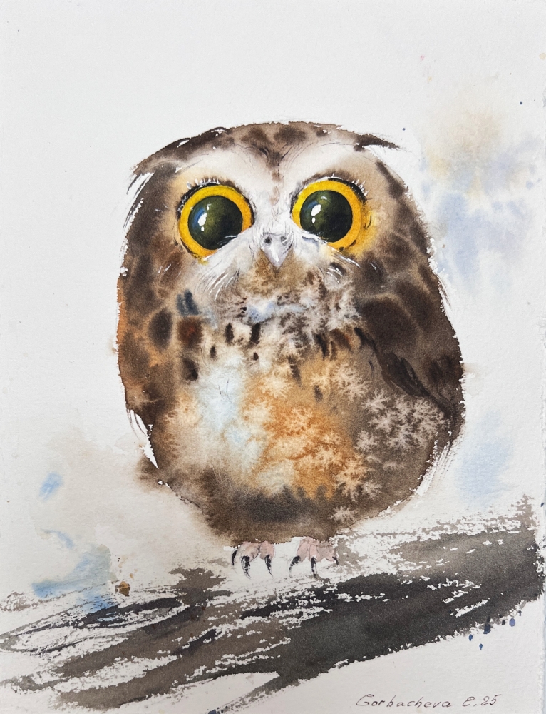 Amber-Eyed Owlet