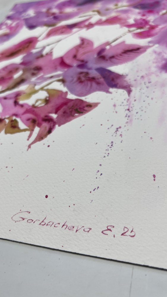 Bougainvillea Dream