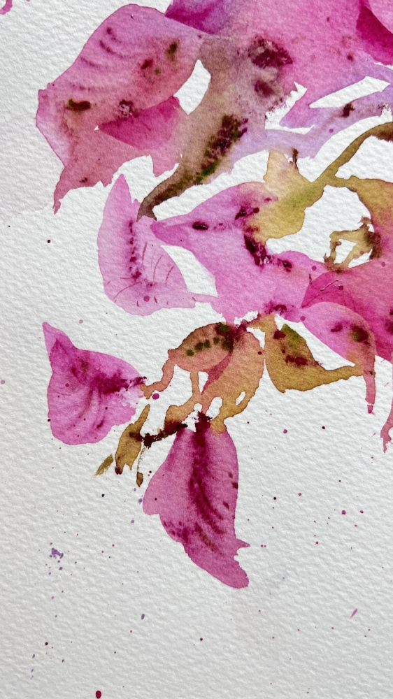 Bougainvillea Dream