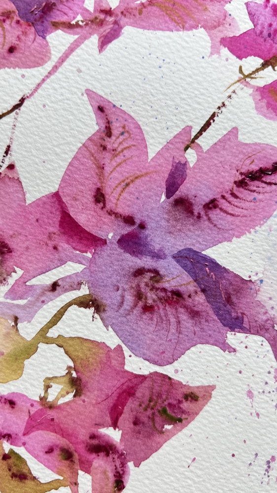 Bougainvillea Dream
