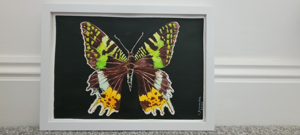 Madagascar Sunset Moth