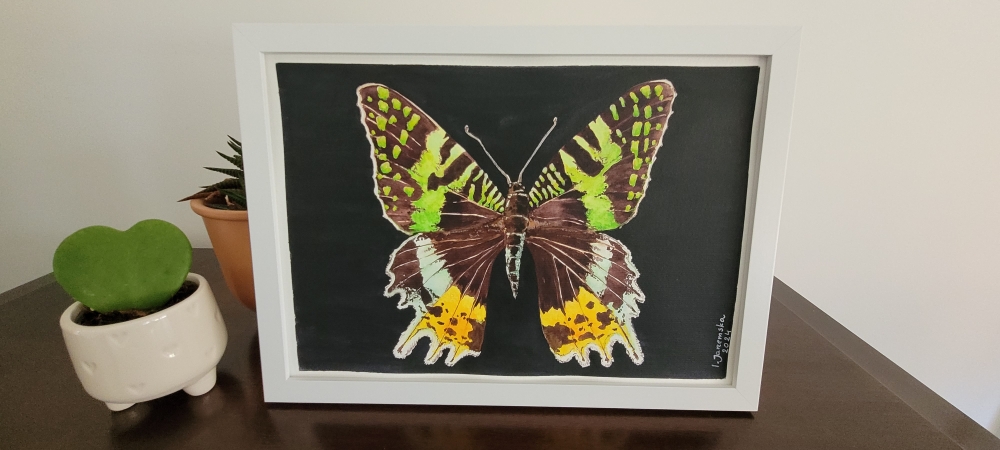 Madagascar Sunset Moth