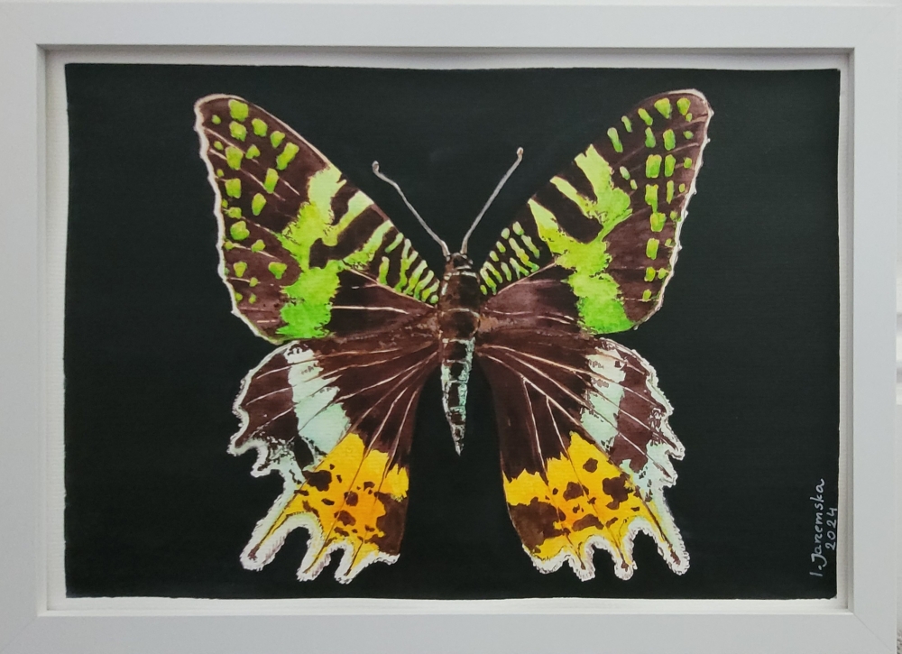 Madagascar Sunset Moth