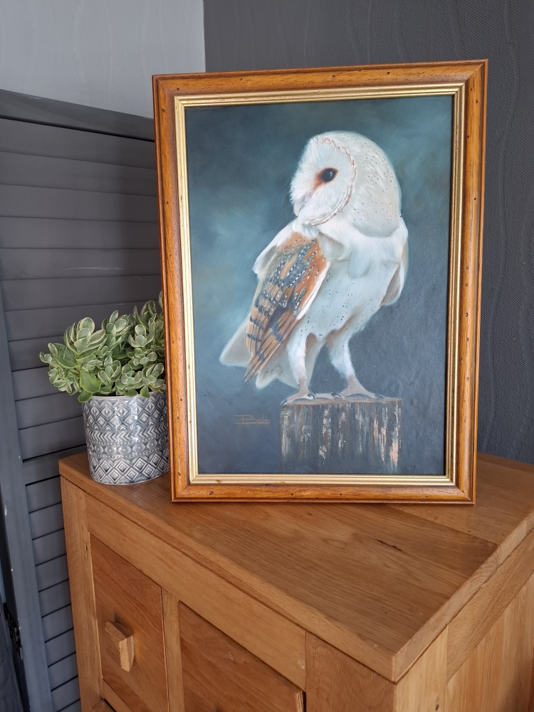 Barn Owl