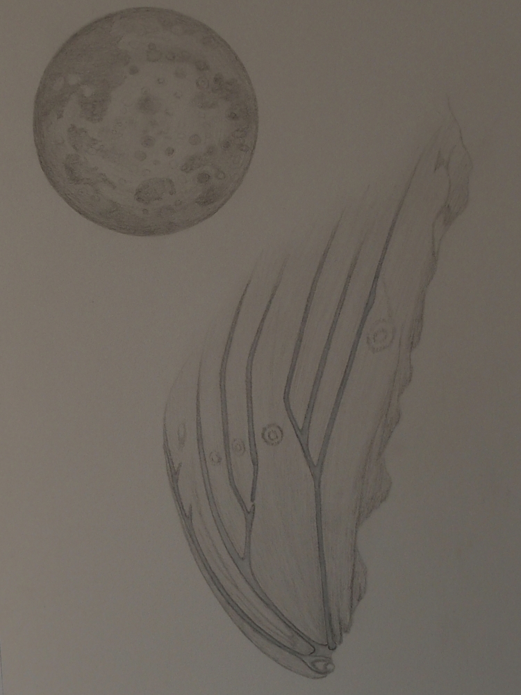 Moon and Wing