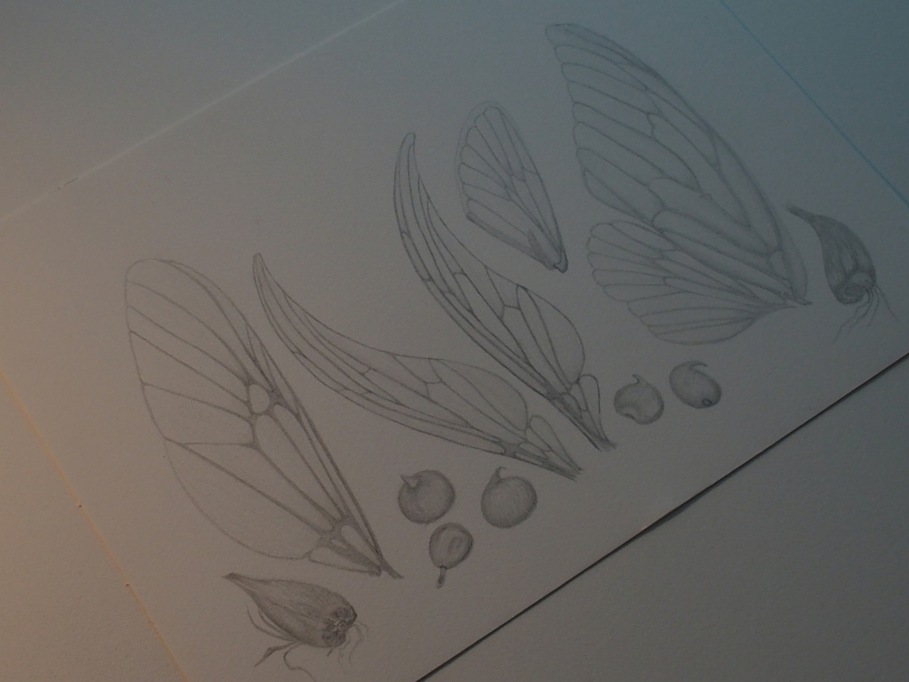 Wings