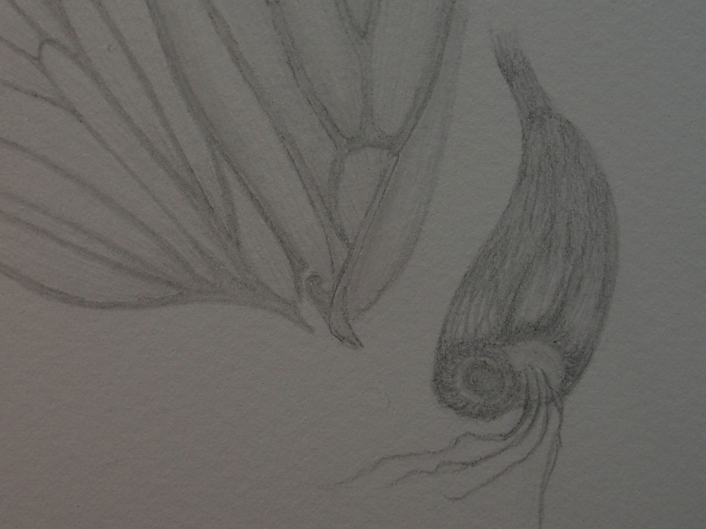 Wings