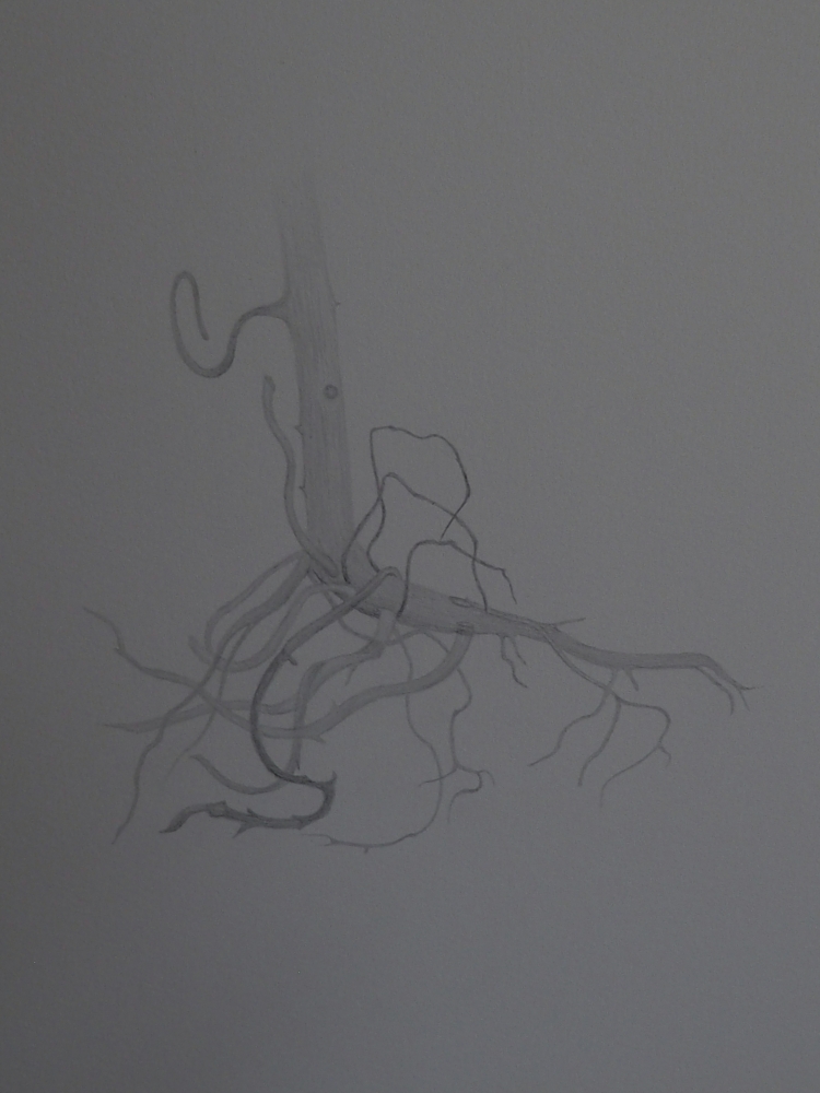 Root.