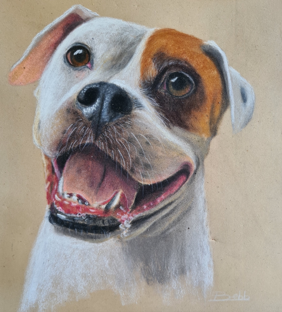 Staffy pup