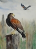 Harris Hawks