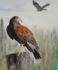 Harris Hawks