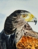 Harris Hawks
