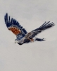 Harris Hawks