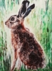 Young Hare 