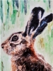 Young Hare 