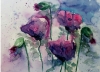Poppies