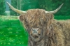 Highland Cow