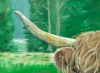 Highland Cow